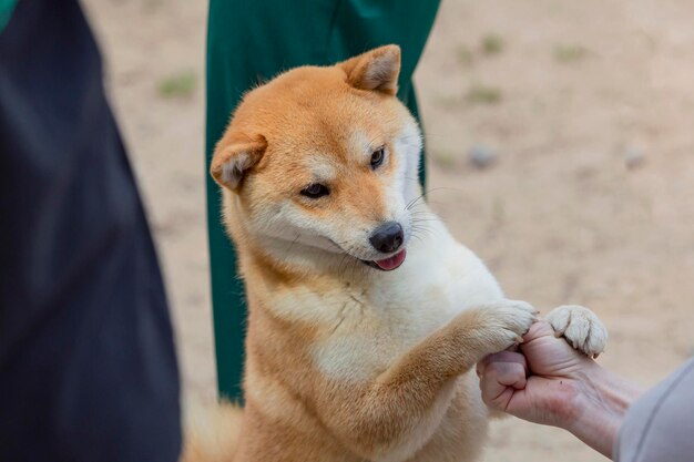 Akita Inu oder japanischer Akita-Hund auf einem Spaziergang