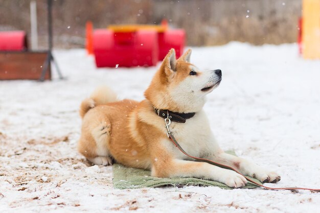 Akita inu en el parque de invierno