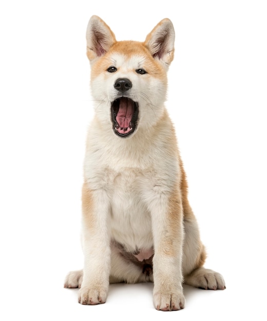 Akita Inu sitzt und gähnt vor einer weißen Wand