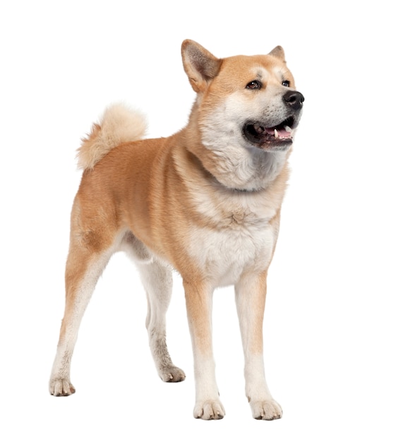 Akita inu