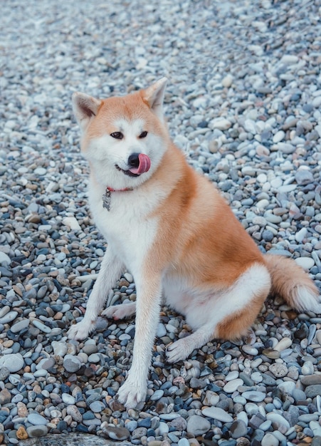 Akita japonês ruivo caminha na praia, retrato de perto