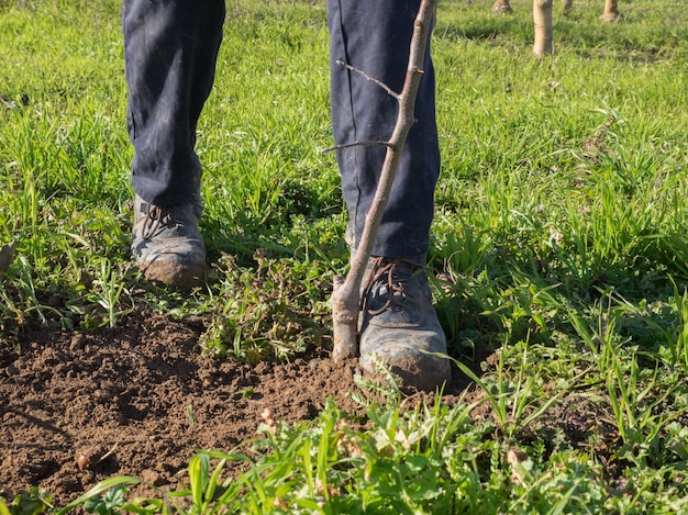 Aktion des Vergleichens der Erde mit den Füßen beim Pflanzen eines Obstbaums. Landwirtschaftskonzept.