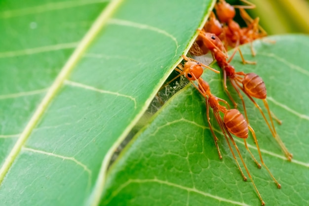 Aktionsteam der roten Ameise, um einen Nestling auf grünem Blatt im Garten zwischen grünen Blättern zu bauen, verwischen den Hintergrund, selektive Augenfokussierung und schwarzes Hintergrundmakro