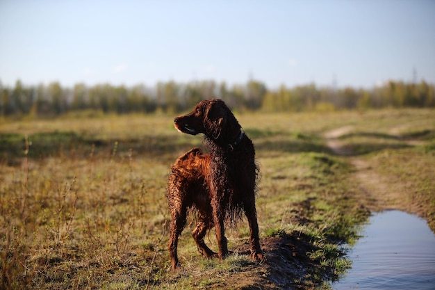 Aktiver Irish Red Setter Hund, der schnell auf dem Frühlingsfeld läuft, während er nach Vögeln jagt und sucht