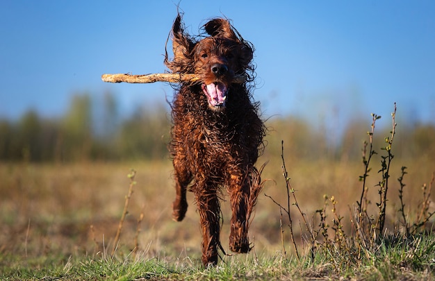 Aktiver Irish Setter Hund holt Holzstock beim Laufen auf dem Feld an einem sonnigen Frühlingstag mit blauem Himmel