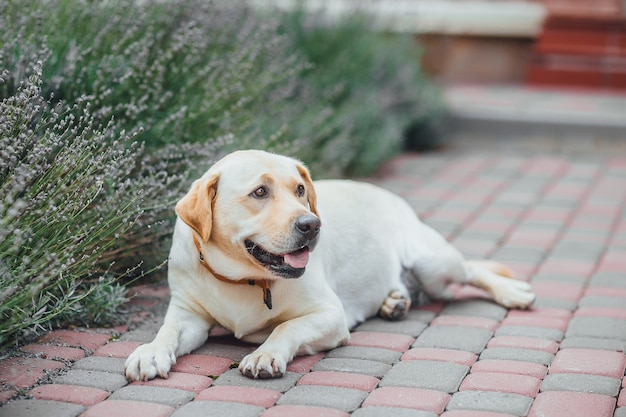 Aktiver, lächelnder und glücklicher reinrassiger Labrador-Retriever-Hund im Freien im Graspark am Sommertag