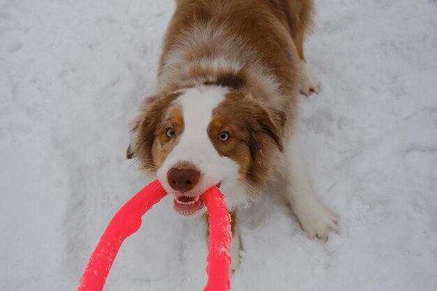 Aktiver und energiegeladener Hund hält rundes rotes Spielzeug mit Zähnen und schaut nach Australian Shepherd