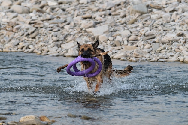 Aktives Gehen und Spielen mit Hund im Wasser Spritzer fliegen unter Pfoten Deutscher Schäferhund