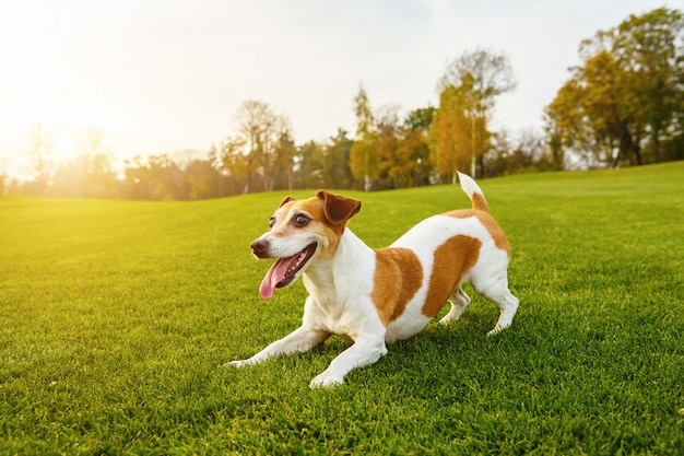 Aktives Haustier, das das Tanzen auf dem Gras spielt