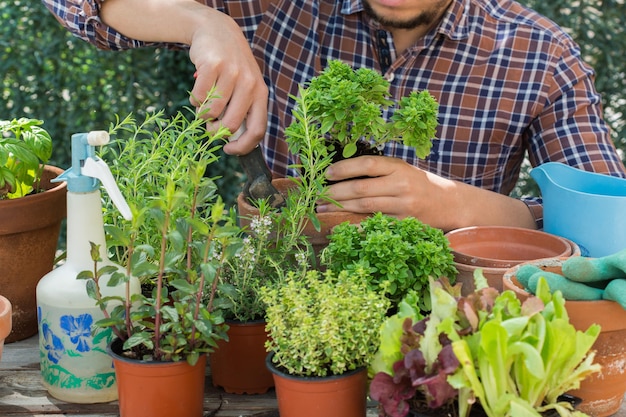 Aktivität, die die geistige und geistige Gesundheit stimuliert. Gärtner, der lokale Lebensmittel pflanzt und anbaut, würzige Kräuter für den Stadtgarten, umweltfreundliches Hobby und Freizeit, nachhaltiges Konsumkonzept.