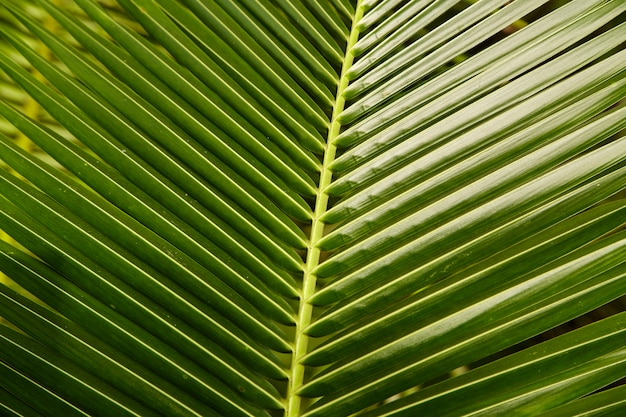 Aktuelle Kokosnuss verlässt grünen Hintergrund