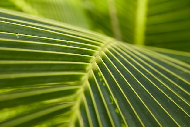 Aktuelle Kokosnuss verlässt grünen Hintergrund