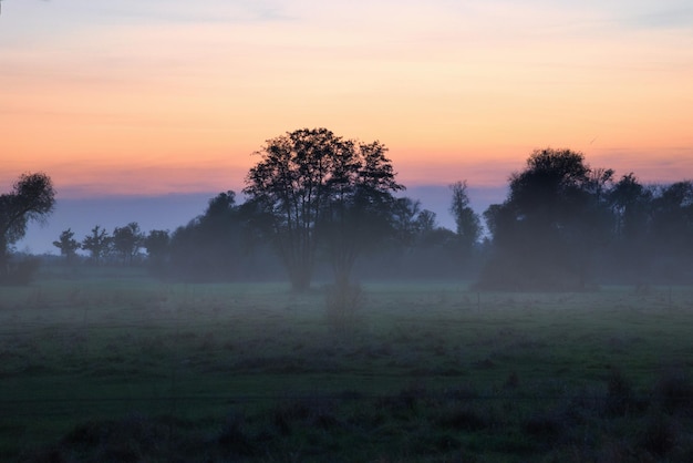 Al amanecer amanecer místico con un árbol en el prado en la niebla Colores cálidos de la naturaleza Fotografía de paisajes en Brandeburgo