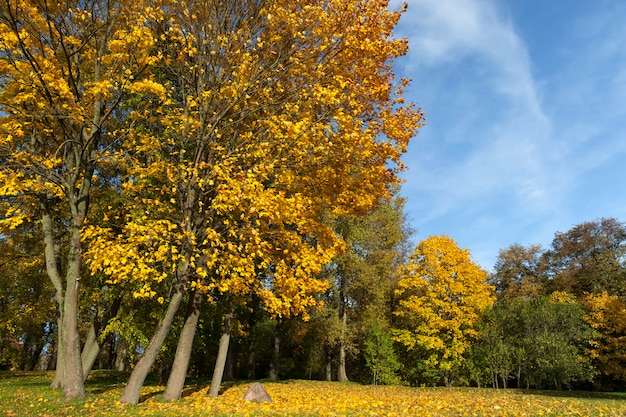 Al cambiar el color del arce en la temporada de otoño, el follaje del árbol de arce está dañado y caerá, árboles de hoja caduca, incluido el arce antes de la caída de las hojas, primer plano