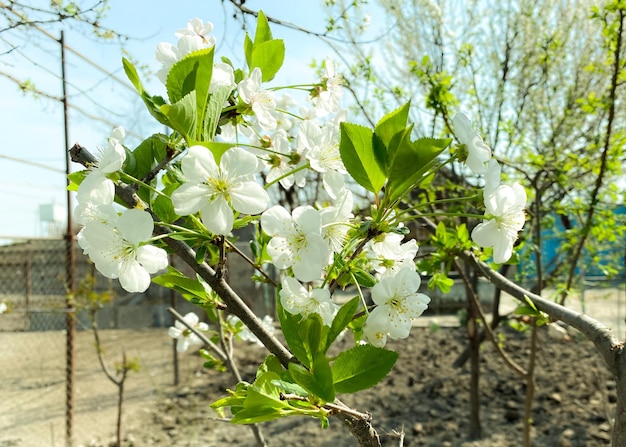 Al fondo, un árbol de flores blancas y hojas verdes.