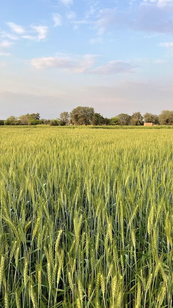 Al fondo se ve un campo de trigo.