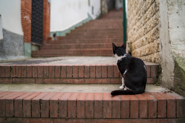 Al gato en las escaleras en la isla de Capri