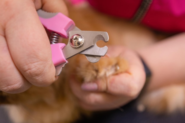 Al gato le van a cortar las uñas. Cortar las uñas de gato. Cortar las garras de gato doméstico.