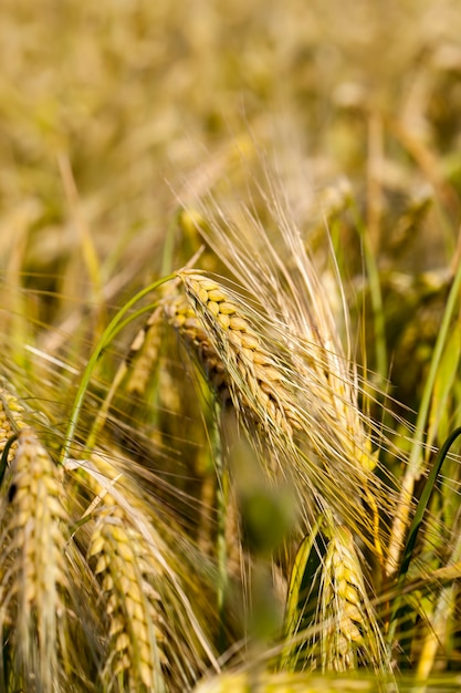 Al madurar el centeno en un campo agrícola, el centeno cambia de color de verde a amarillo