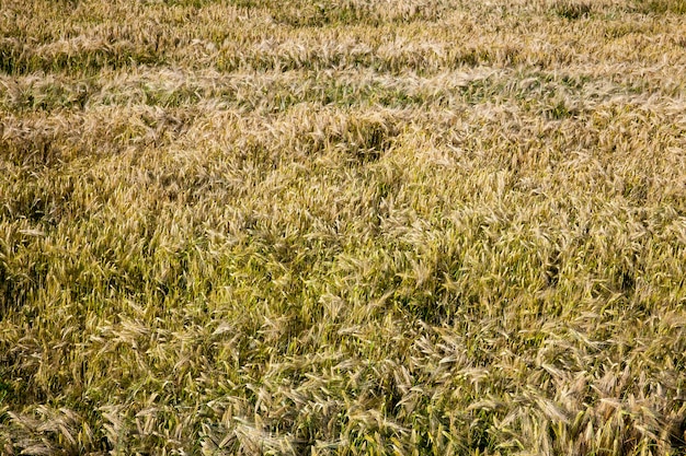 Al madurar el centeno en un campo agrícola, el centeno cambia de color de verde a amarillo