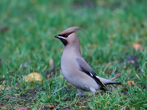 Ala blanca bohemia (Bombycilla garrulus)