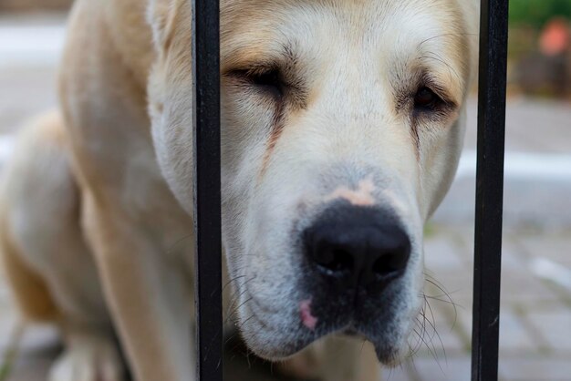 Alabai beschützt das Haus und wartet traurig auf den Besitzer