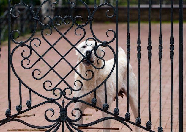 El alabai (perro pastor de Asia central) de pie en la puerta.