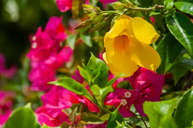 Alamanda gelbe Blume und rosa Bougainvilleas, umgeben von grünen Blättern