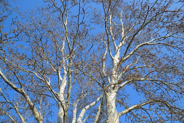 Foto el álamar plateado en flor el álamaro plateado en primavera