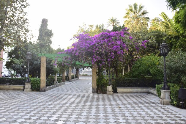 Alameda de Apodaca ein öffentlicher Park und ein Beispiel für den eklektischen Stil des Regionalismus in Cadiz mit riesigen Ficus-Bäumen und einer mit Sevilla-Keramikfliesen dekorierten Bank Andalusien Spanien