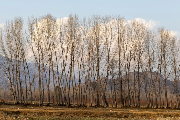 Álamos en otoño sin hojas