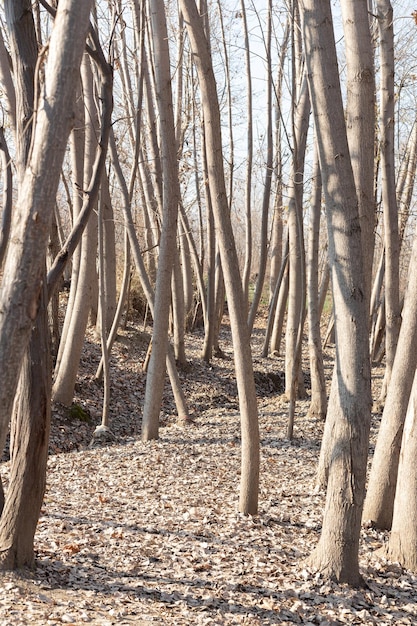 Foto Álamos en período de latencia en otoño invierno