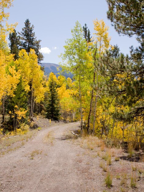 Álamos tremedores amarelos no outono, colorado.