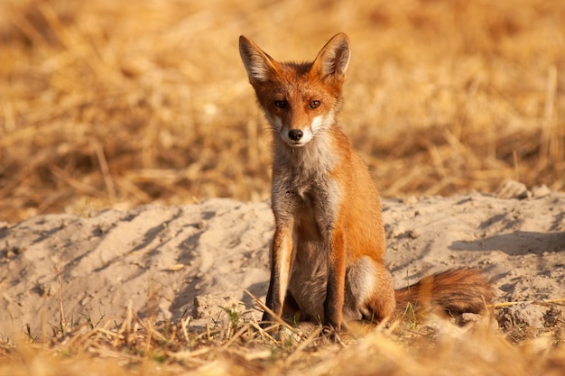 Alarm roter Fuchs, der auf dem Boden sitzt