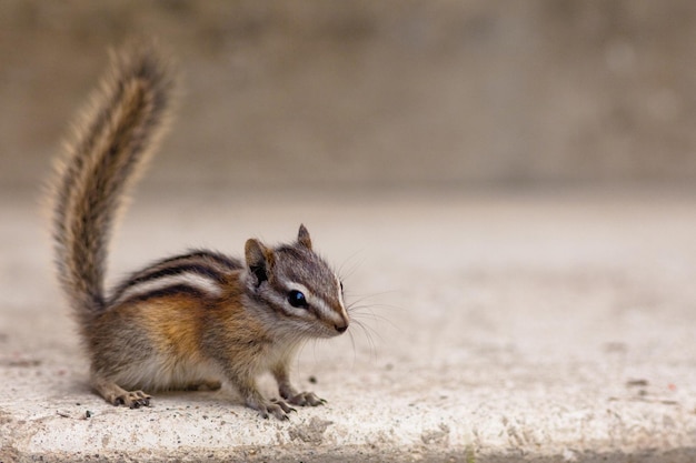 Alarmieren Sie am wenigsten Chipmunk Tamias minimus