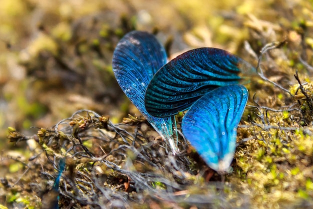 Alas azules sueltas pertenecientes a un caballito del diablo (Zygoptera)