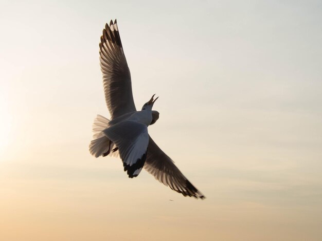 alas de gaviota pájaro volar aire animal mascota temas zoológico vida silvestre cielo azul puesta de sol amanecer fondo papel de pared