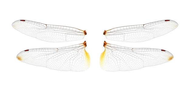 Alas de libélula sobre fondo blanco