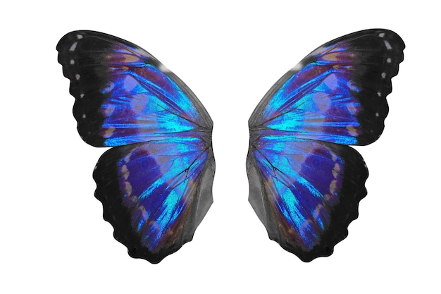 Alas de mariposa azul aisladas sobre fondo blanco