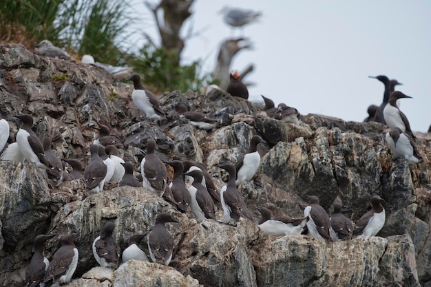 Alaskan Gannet Vögel hängen an einem Felsen