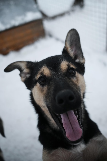 El Alaskan Husky es el futuro campeón de los deportes de equitación.