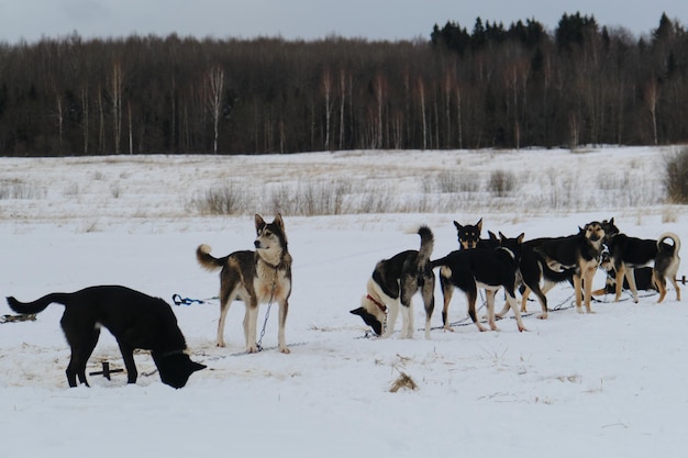 Alaskan Husky Kennel ist ein starker und robuster Mischlingshund. Team von Mestizo-Sporthunden