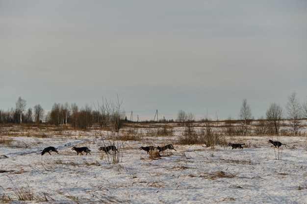 Alaskan Husky-Welpen des gleichen Wurfs laufen an frostigen, sonnigen Wintertagen durch den Schnee im Feld