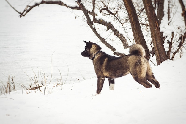 Alaskan Malamute de color oscuro en el entorno natural caminando en la nieve.