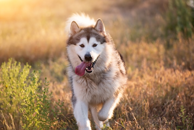 Alaskan malamute corriendo en un campo