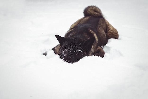 Alaskan Malamute dunkle Farbe in der natürlichen Umgebung beim Wandern im Schnee