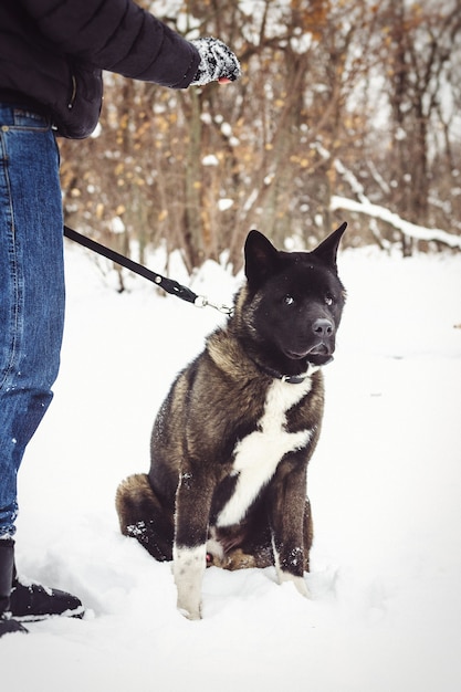 Alaskan Malamute dunkle Farbe in der natürlichen Umgebung beim Wandern im Schnee