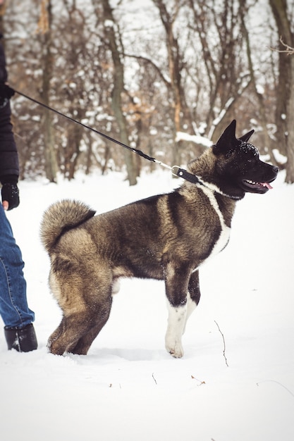 Alaskan Malamute dunkle Farbe in der natürlichen Umgebung beim Wandern im Schnee