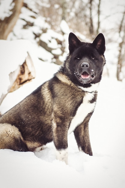 Alaskan Malamute dunkle Farbe in der natürlichen Umgebung beim Wandern im Schnee