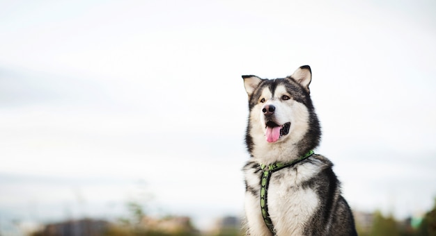 Alaskan Malamute Hund in der Natur